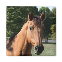 Horse head magnet by deemac1 Horse head magnet