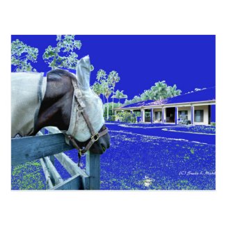 horse head over fence blue colored post cards