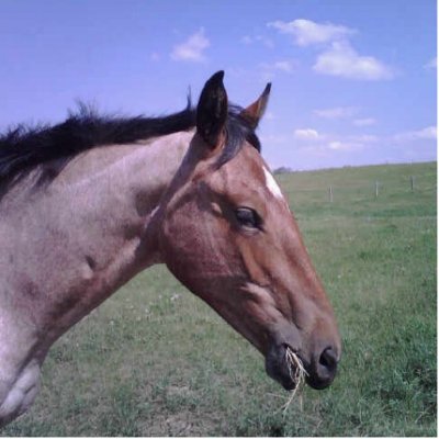 horse head profile. Horse Head Sculpture Cut Out