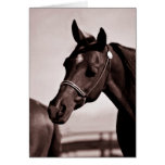 Horse Head & Shoulders Sepia Chocolate Greeting Cards