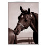 Horse Head & Shoulder...