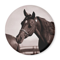 Horse Head & Shoulders Sepia Chocolate magnets