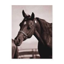 Horse Head & Shoulders Sepia Chocolate postcards