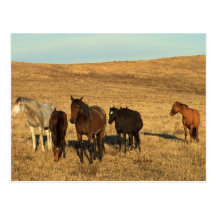 Horse Herd in the West Post Card