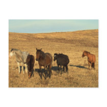 Horse Herd in the West postcards by HorseLoversGifts Horse Herd in the West postcards