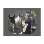 Horse Herd Post Cards