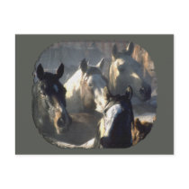 Horse Herd postcards