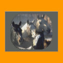 Horse Herd postcards
