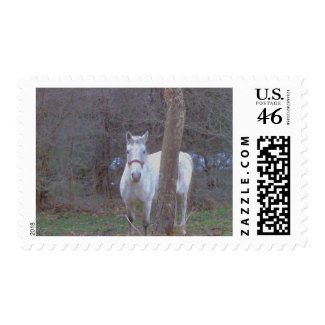 Horse Hiding Place Postage Stamps