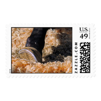 Horse hoof in the shavings postage