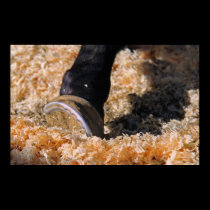 Horse hoof in the shavings posters