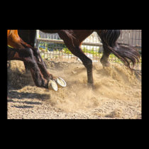 Horse hooves trampling the dirt posters