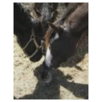 Horse Huddle Custom Letterhead
