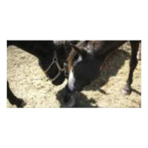 Horse Huddle Photo Card Template
