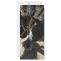 Horse Huddle Rack Card