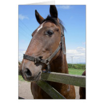 Horse in a Field cards by prawny Horse in a Field cards