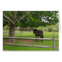 Horse in Amagansett pasture cards by lilyhydrangea Horse in Amagansett pasture cards