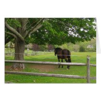 Horse in Amagansett pasture cards