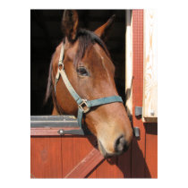 Horse in Barn posters