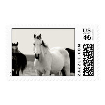 Horse in black and white stamp