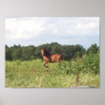 Horse in Field Print