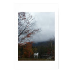 Horse in fog