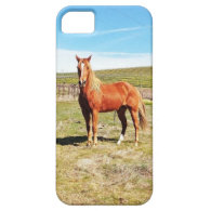 Horse in front of a Napa Vineyard iPhone 5 Cover