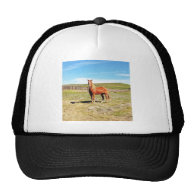 Horse in front of a Napa Vineyard Mesh Hats