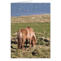 Horse in Kjos #2 cards