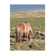Horse in Kjos #2 postcards