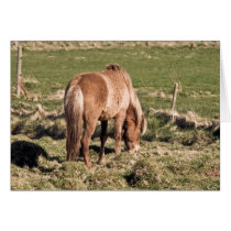 Horse in Kjos #2b cards