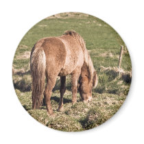 Horse in Kjos #2b magnets