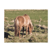 Horse in Kjos #2b postcards