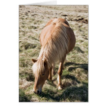 Horse in Kjos cards