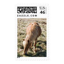 Horse in Kjos postage