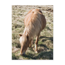 Horse in Kjos postcards