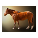 HORSE IN LIGHT POST CARD