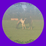 Horse In Pasture: Spotted Horse Eating stickers