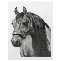 HORSE IN PENCIL: FRONT VIEW flyers