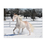 Horse in Snow Post Card