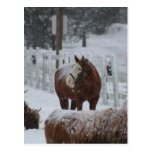 Horse in the snow post card