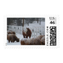 Horse in the snow stamp