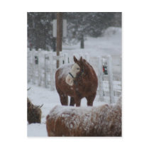 Horse in the snow postcards by bluebirdcanflyphotos Horse in the snow postcards