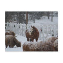 Horse in the snow postcards
