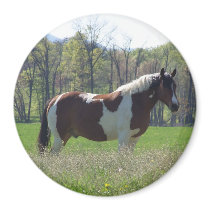 Horse in the Wildflowers magnets