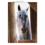 Horse In The Window Greeting Card Horse In The Window Greeting Card