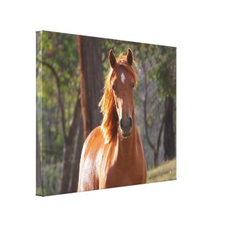 Horse In The Woods Canvas Print