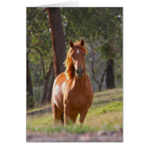 Horse In The Woods Greeting Cards