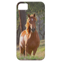 Horse In The Woods iPhone 5 Cases