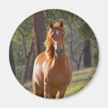 Horse In The Woods Refrigerator Magnet